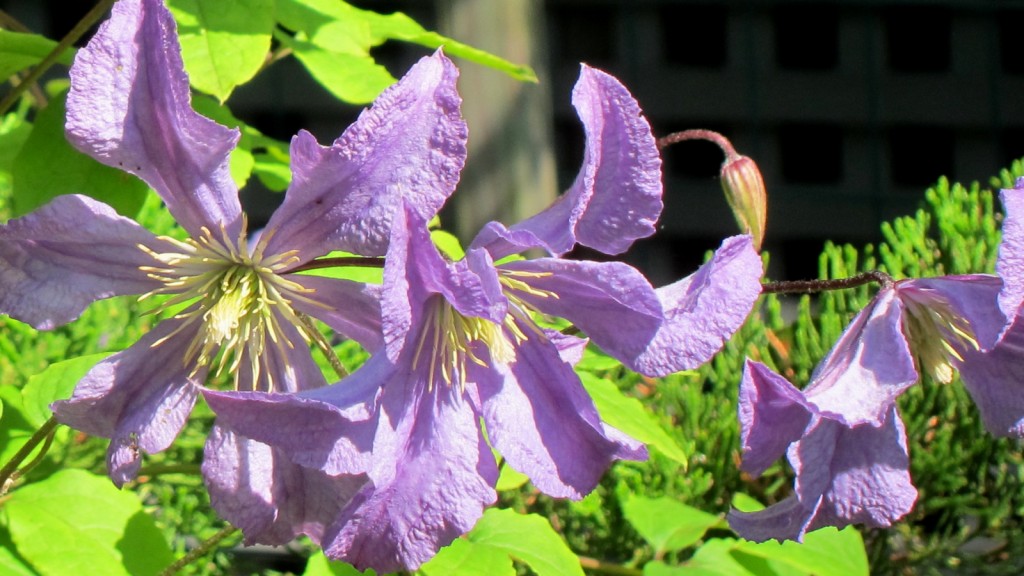 Clematis ‘Prince Charles’