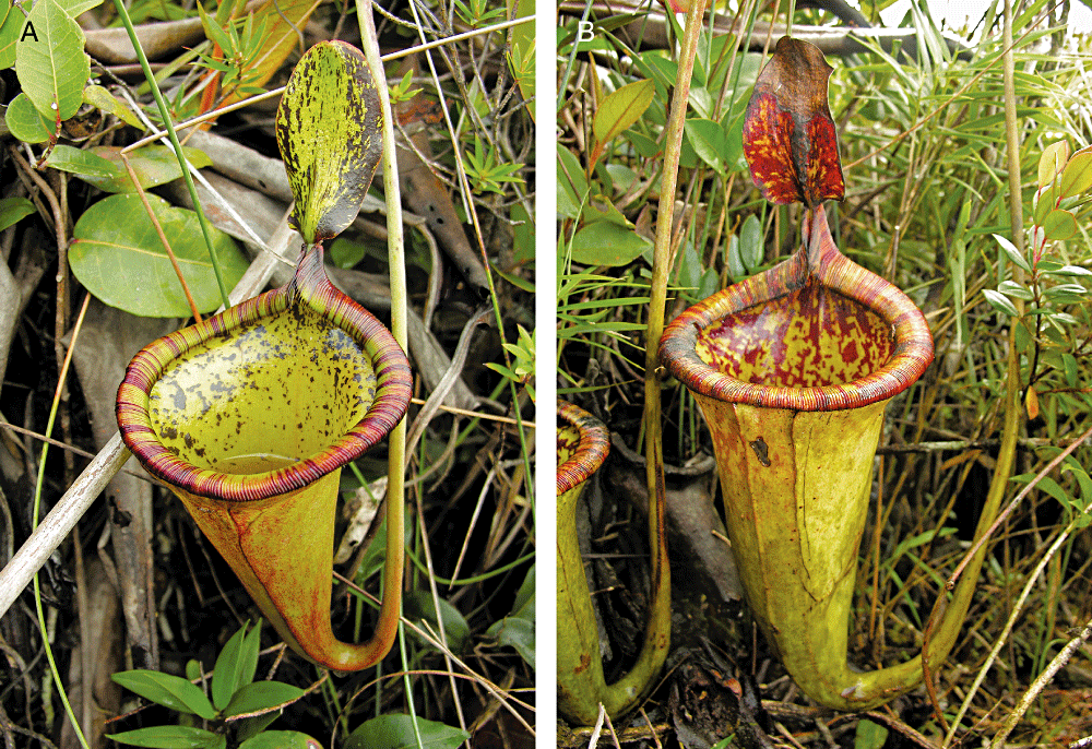 Nepenthes attenboroughii.