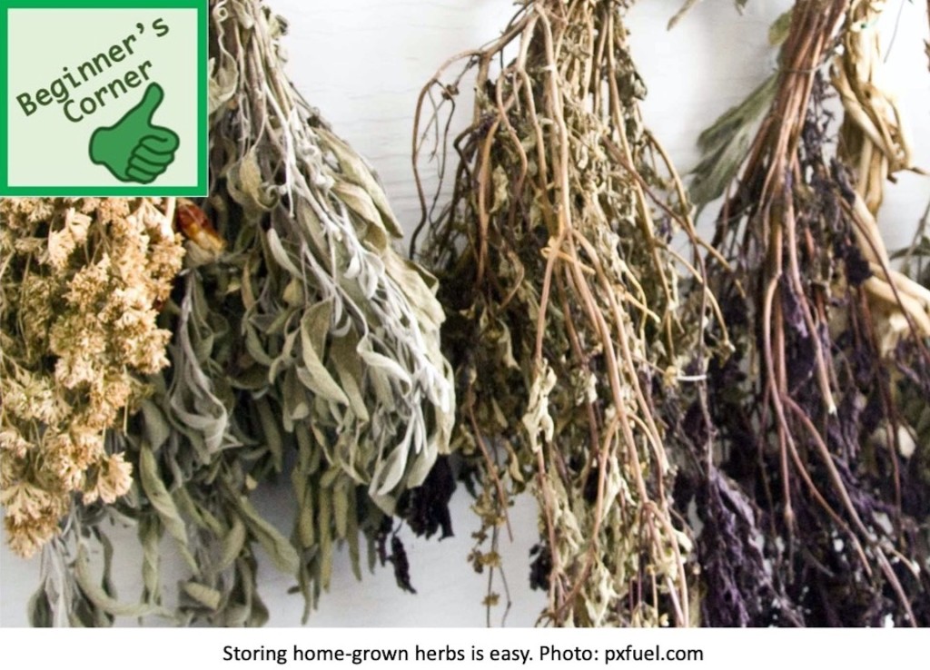 Dried herbs hanging from a cieling.