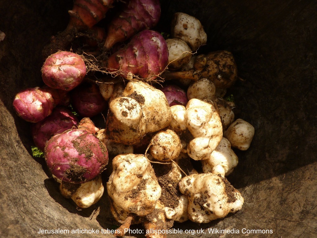 Jerusalem artichoke tubers