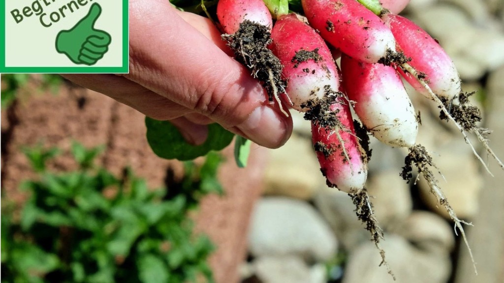Hand holding radishes.