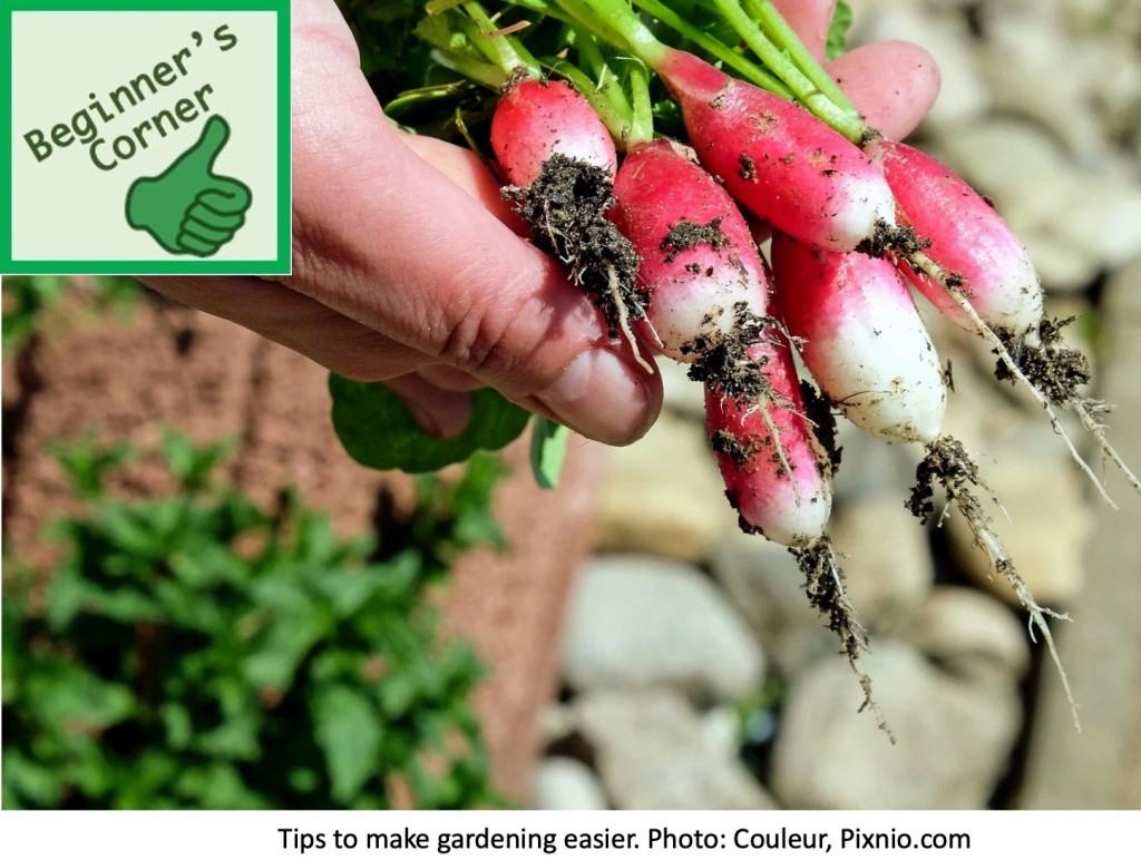 Hand holding radishes.