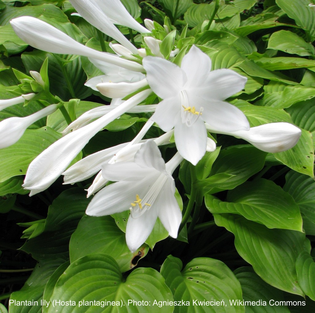 Plantain hosta with big white flowers.