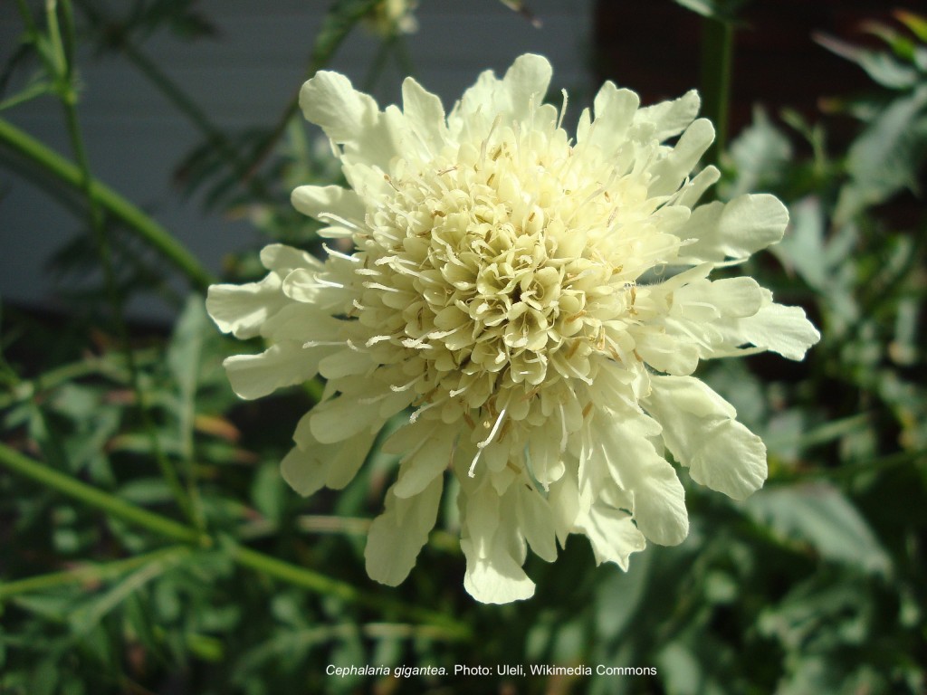 Giant cephalaria in pale yellow.