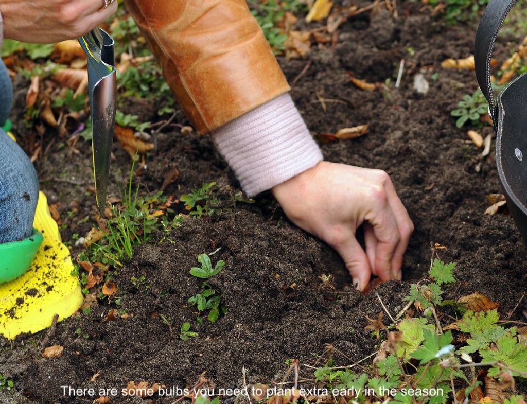 Hand planting bulb.