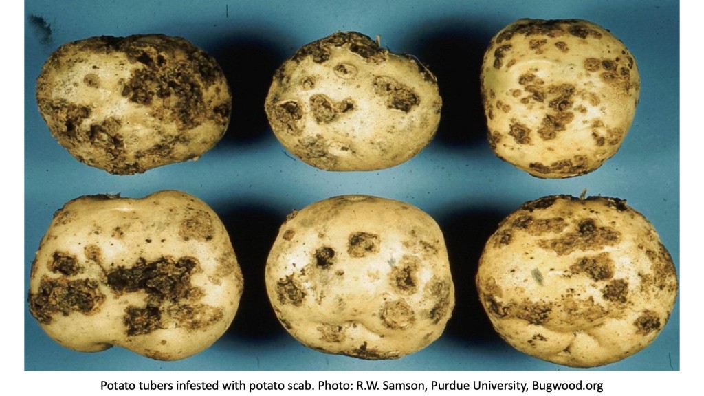 Potatoes with scabs.