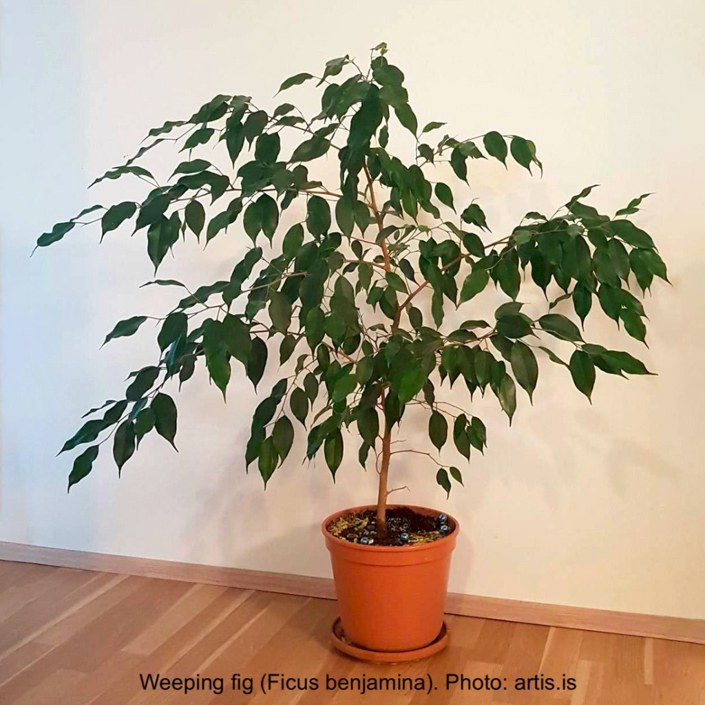 Ficus benjamina in a pot