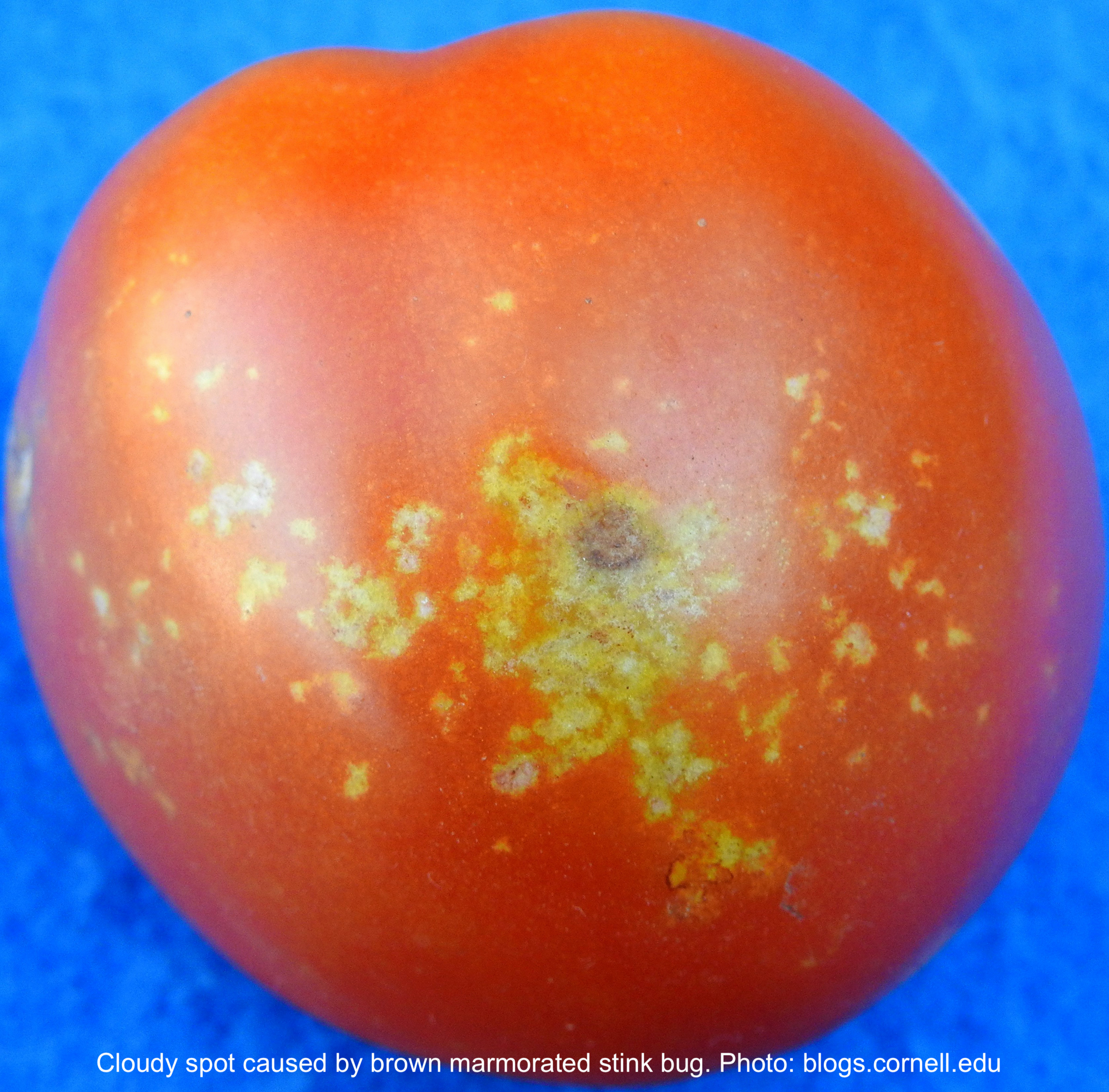 Tomato speckled with yellow spots.