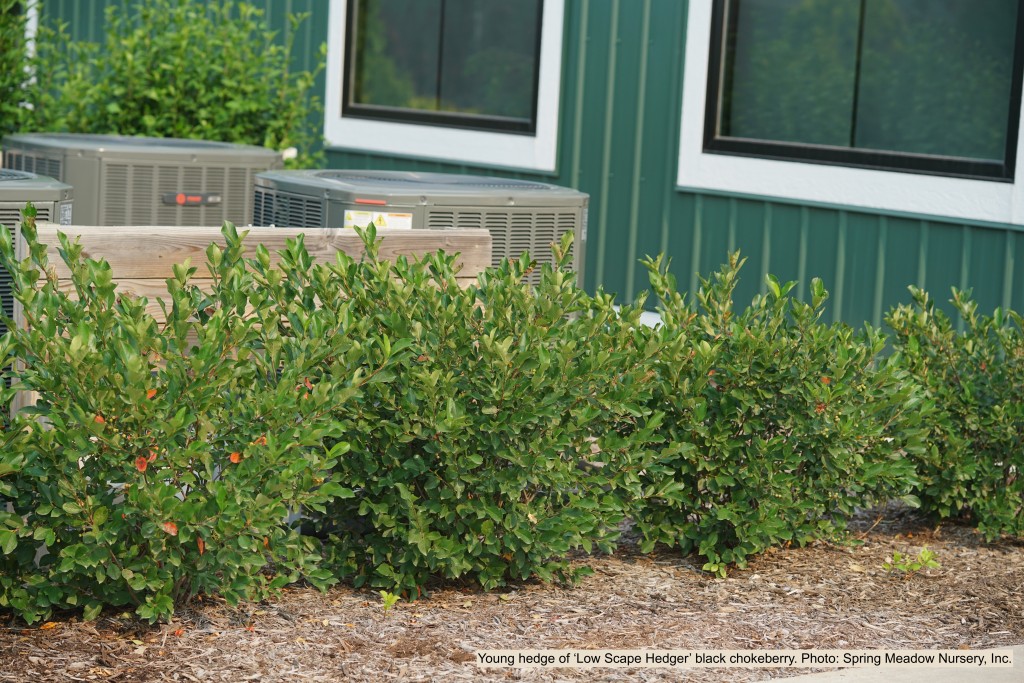 Hedge of black chokeberry.