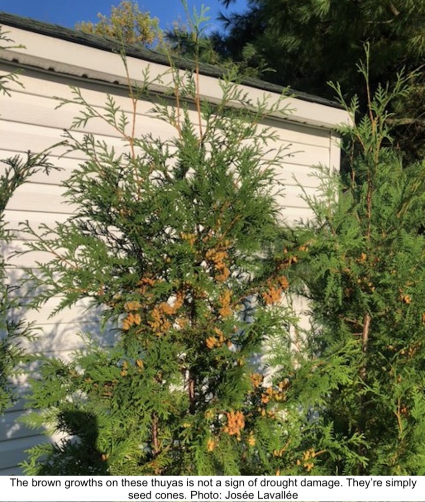 Thuyas with maturing cones.