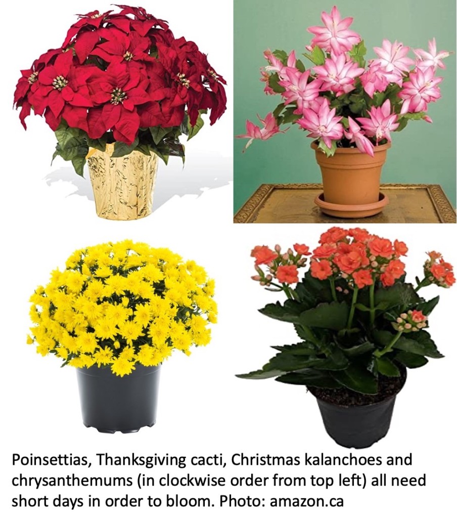 Four plants that need short days in order to bloom.