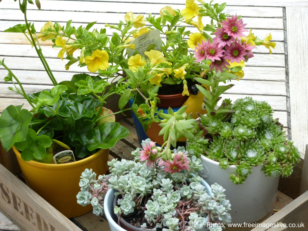 Tray of houseplants read to bring in for the winter.