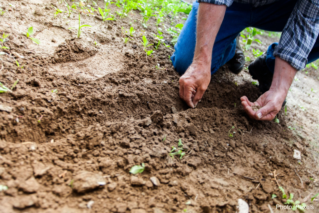 Hand of elderly man planting seeds.