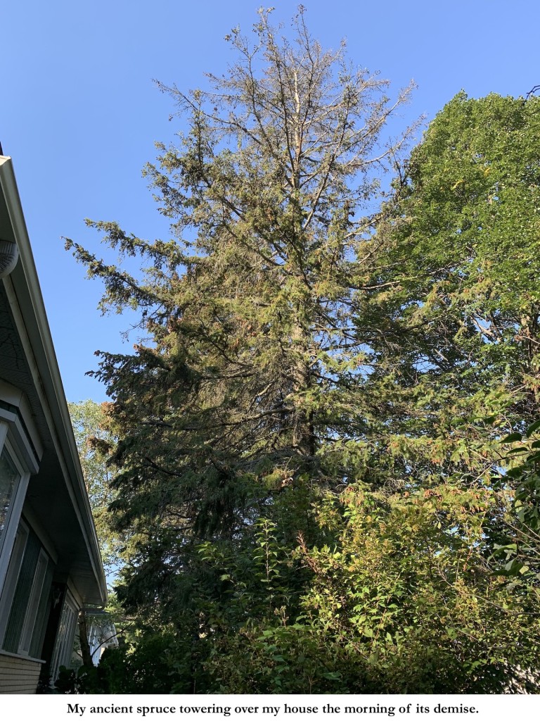 Tall spruce dying near a housse.