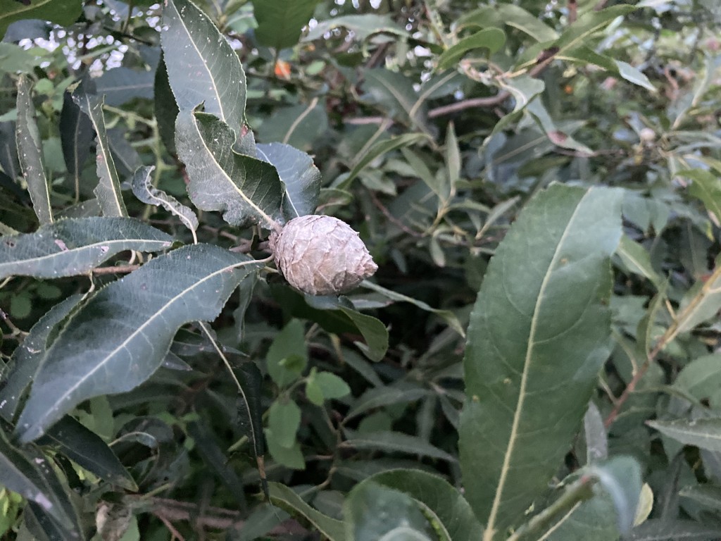 Pinecone-shaped gall at the end of a willow stem.