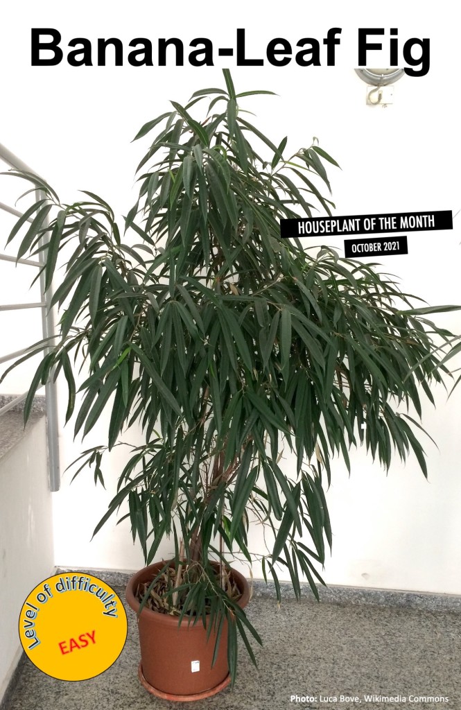 Banana-leaf fig indoors.