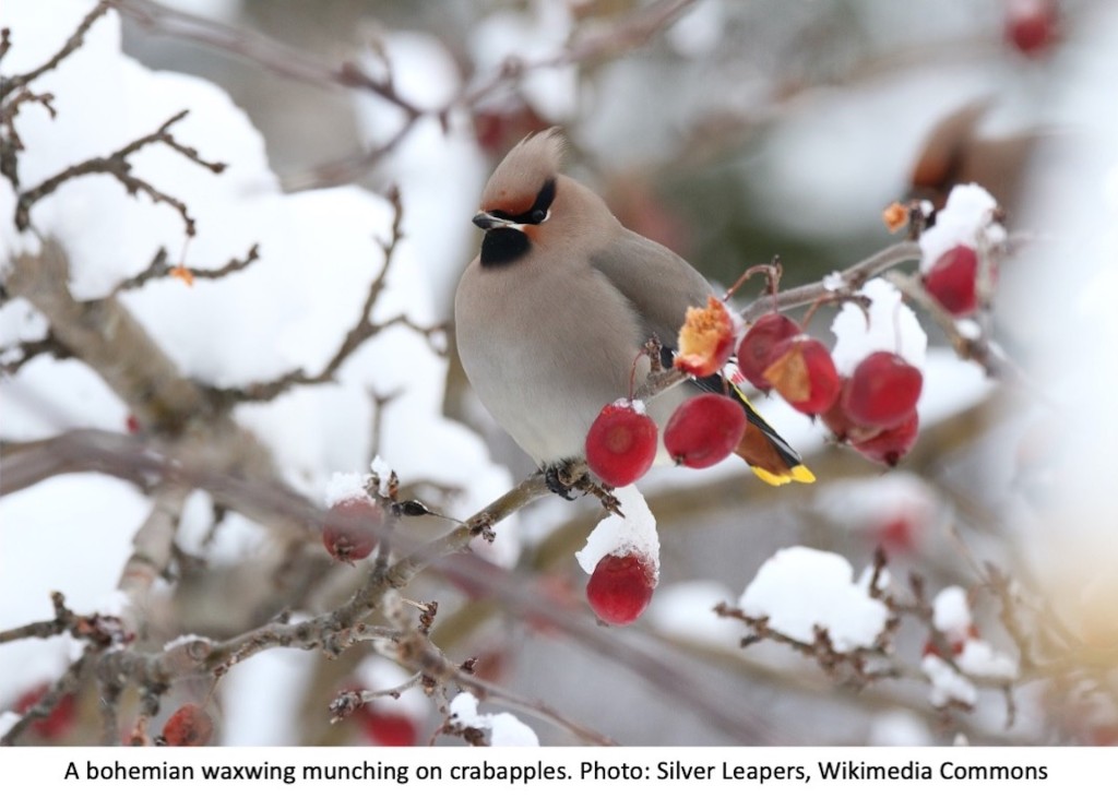 A bohemian waxwing munching on crabapples.