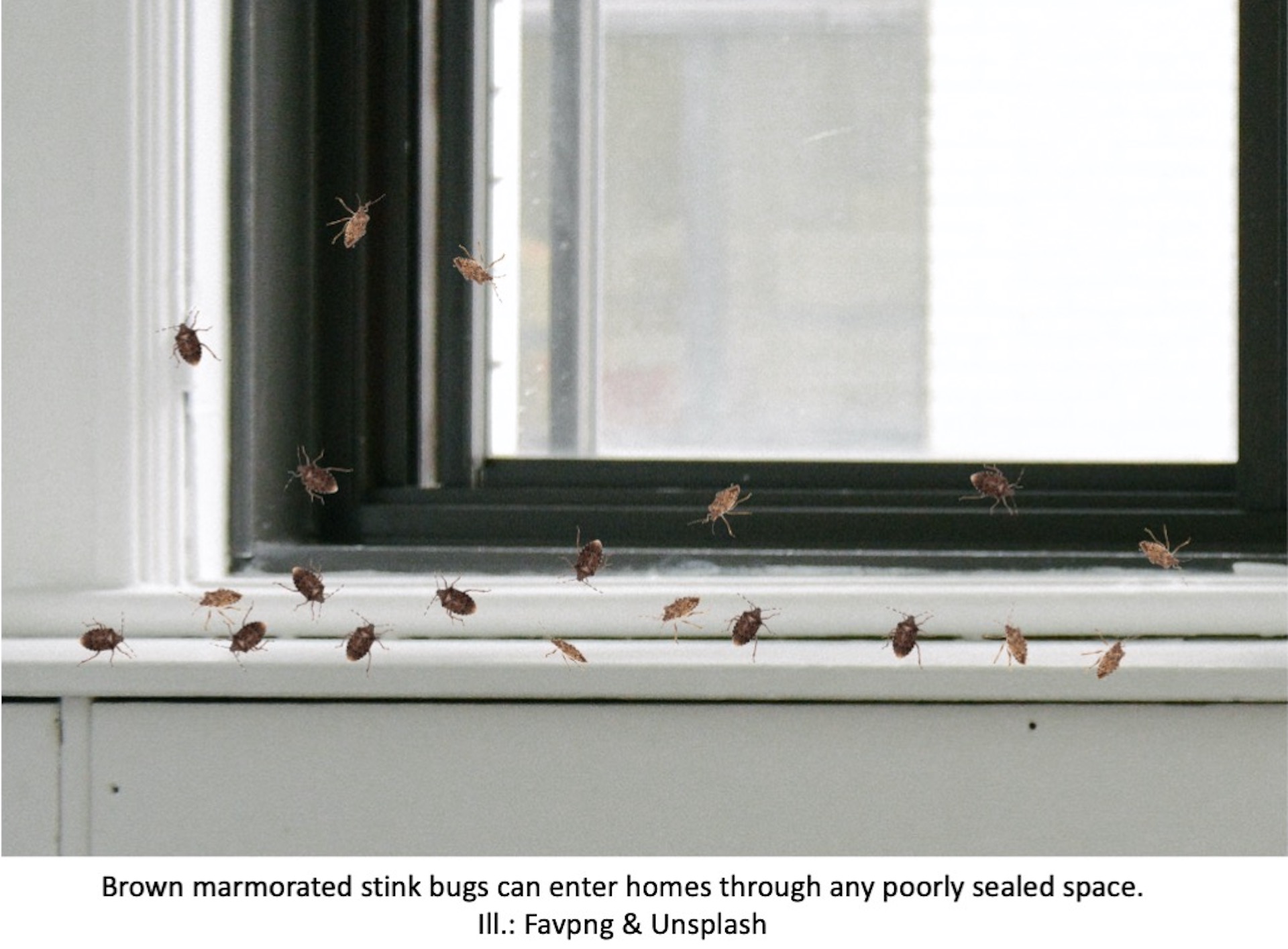 Brown marmorated stink bugs on a window ledge indoors.