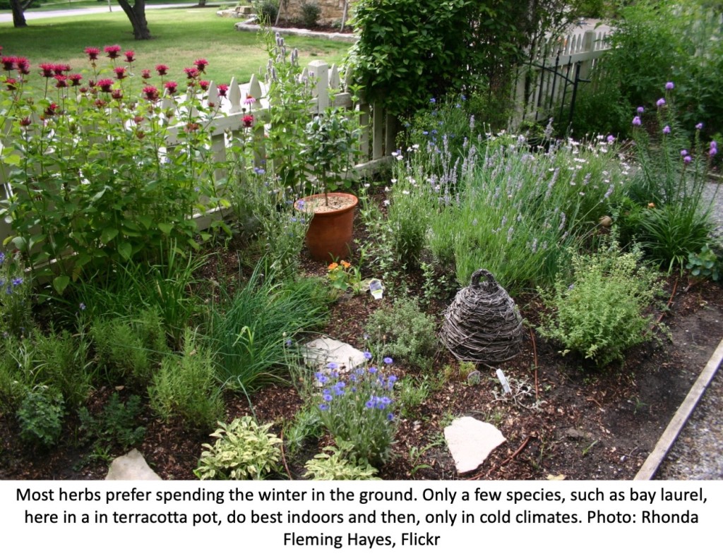 Herb garden outdoors
