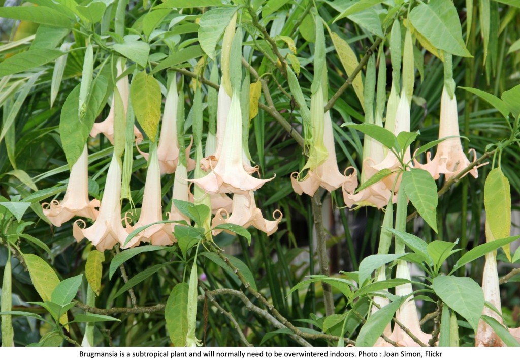 Brugmansia with pink flowers
