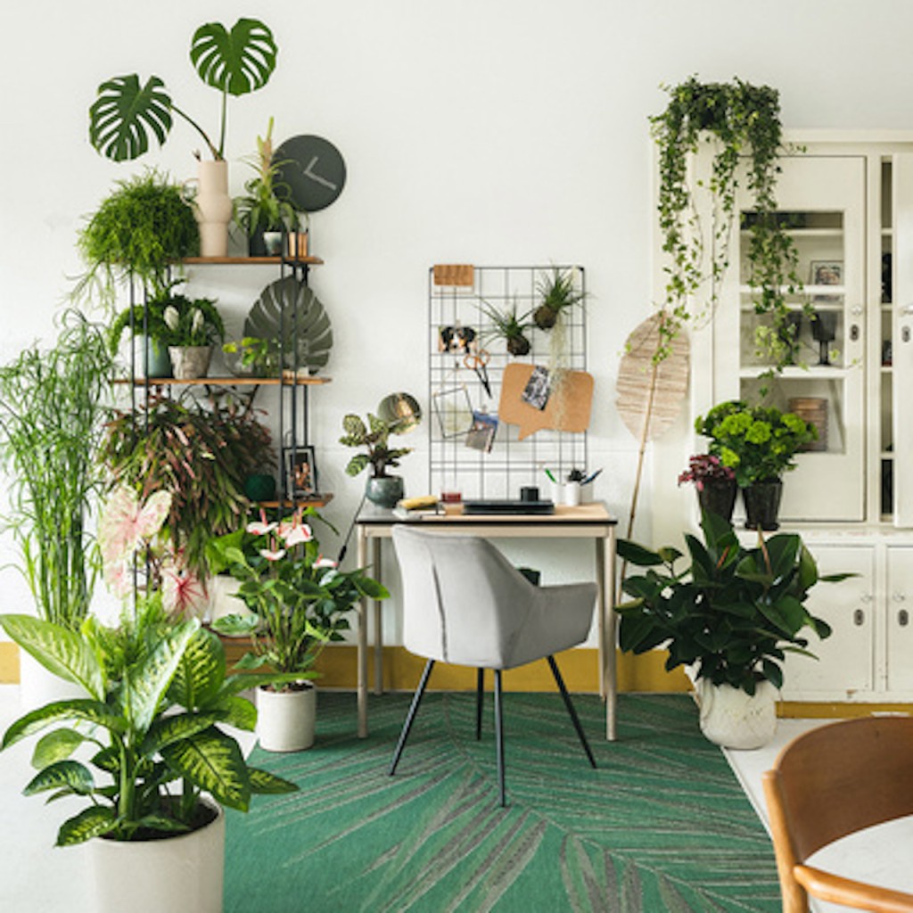Home office with houseplants