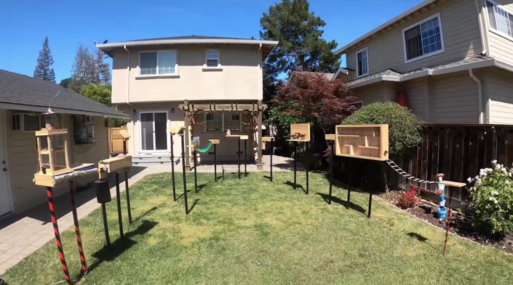 Squirrel obstacle course