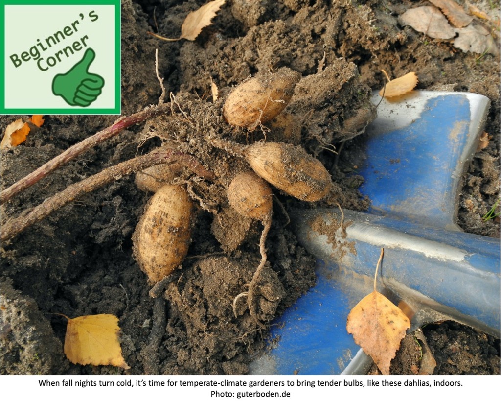 Freshly dug up dahlia tubers.