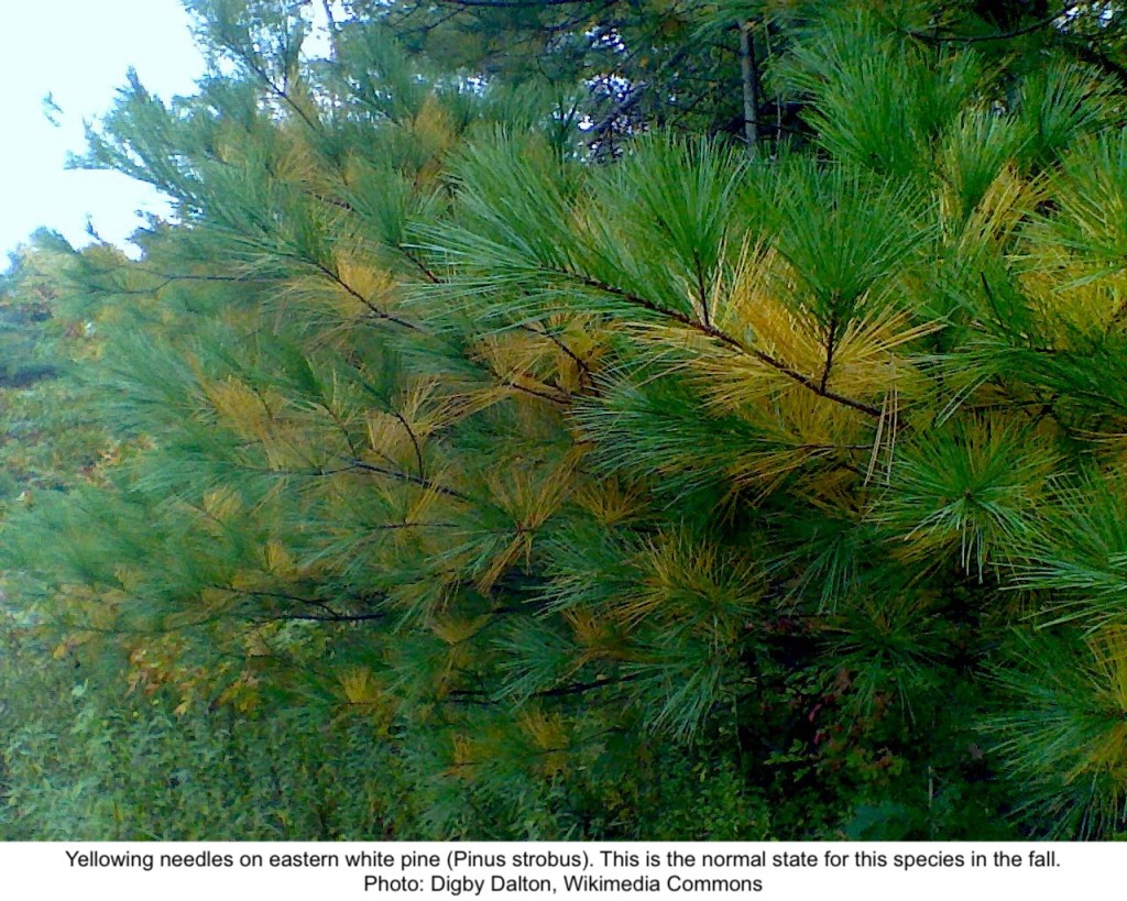 Yellowing needles on eastern white pine.