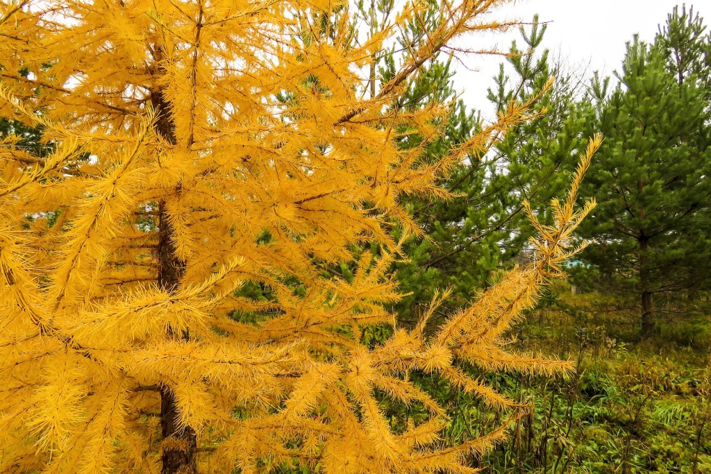 Larch in yellow fall coloration.