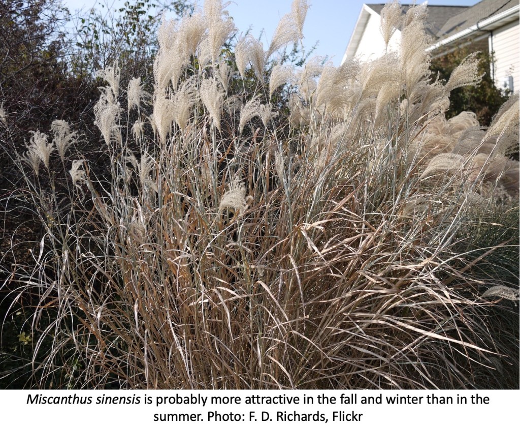Miscanthus sinensis in autumnal colors.