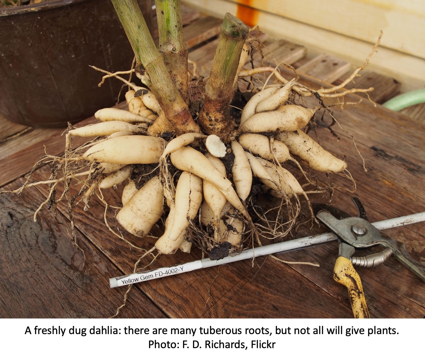 Freshing dug dahlia showing multiple tuberous roots.