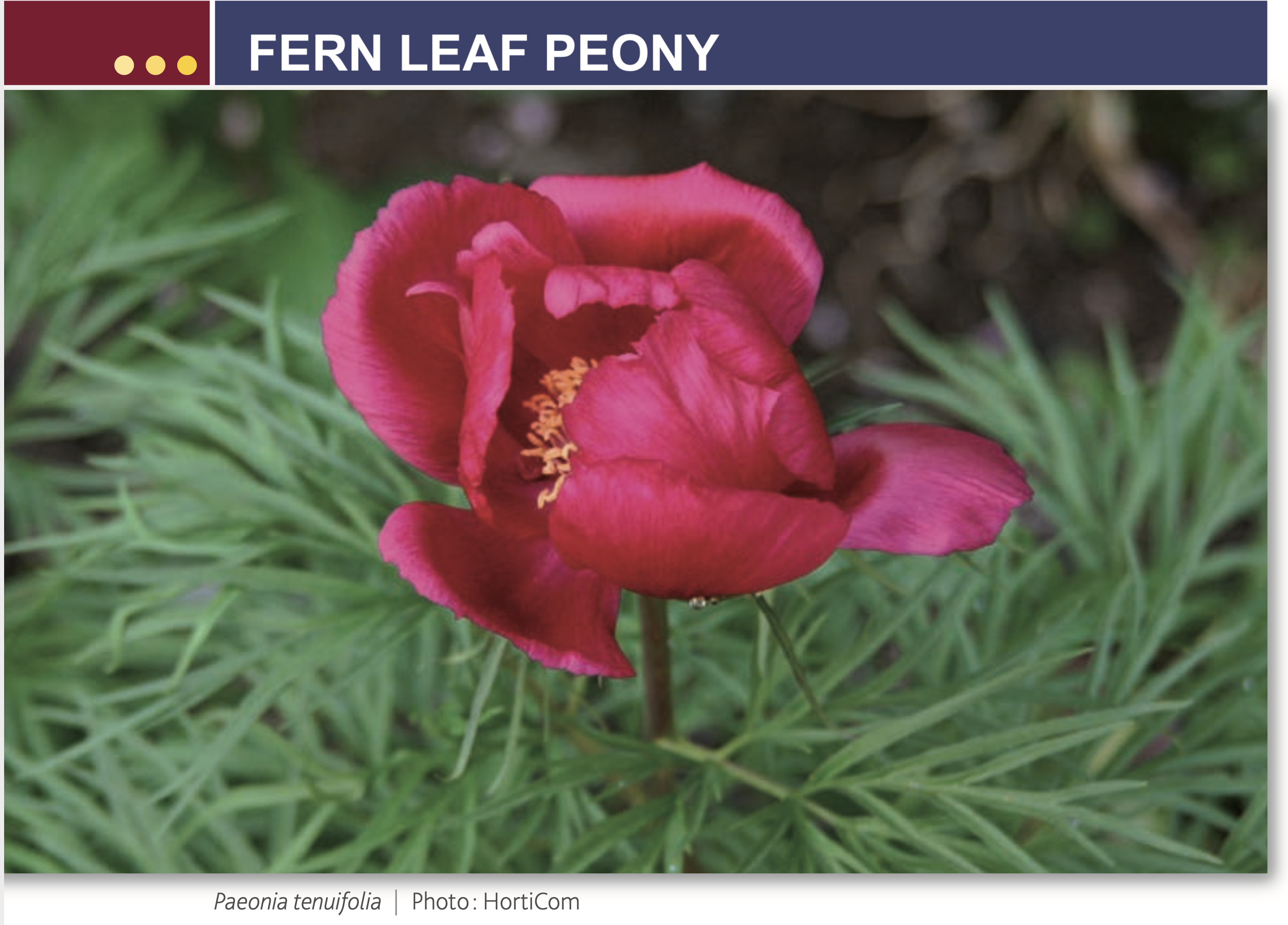 Fern leaf peony with single red flower