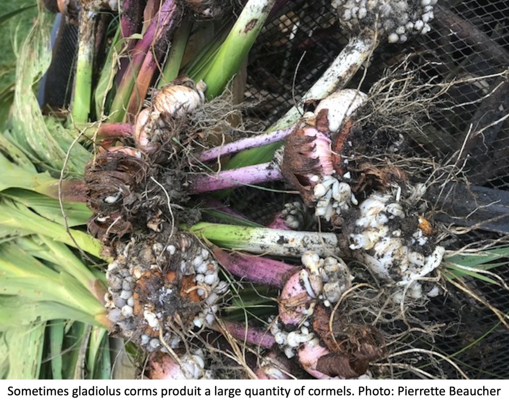 Gladiolus corms with cormlets