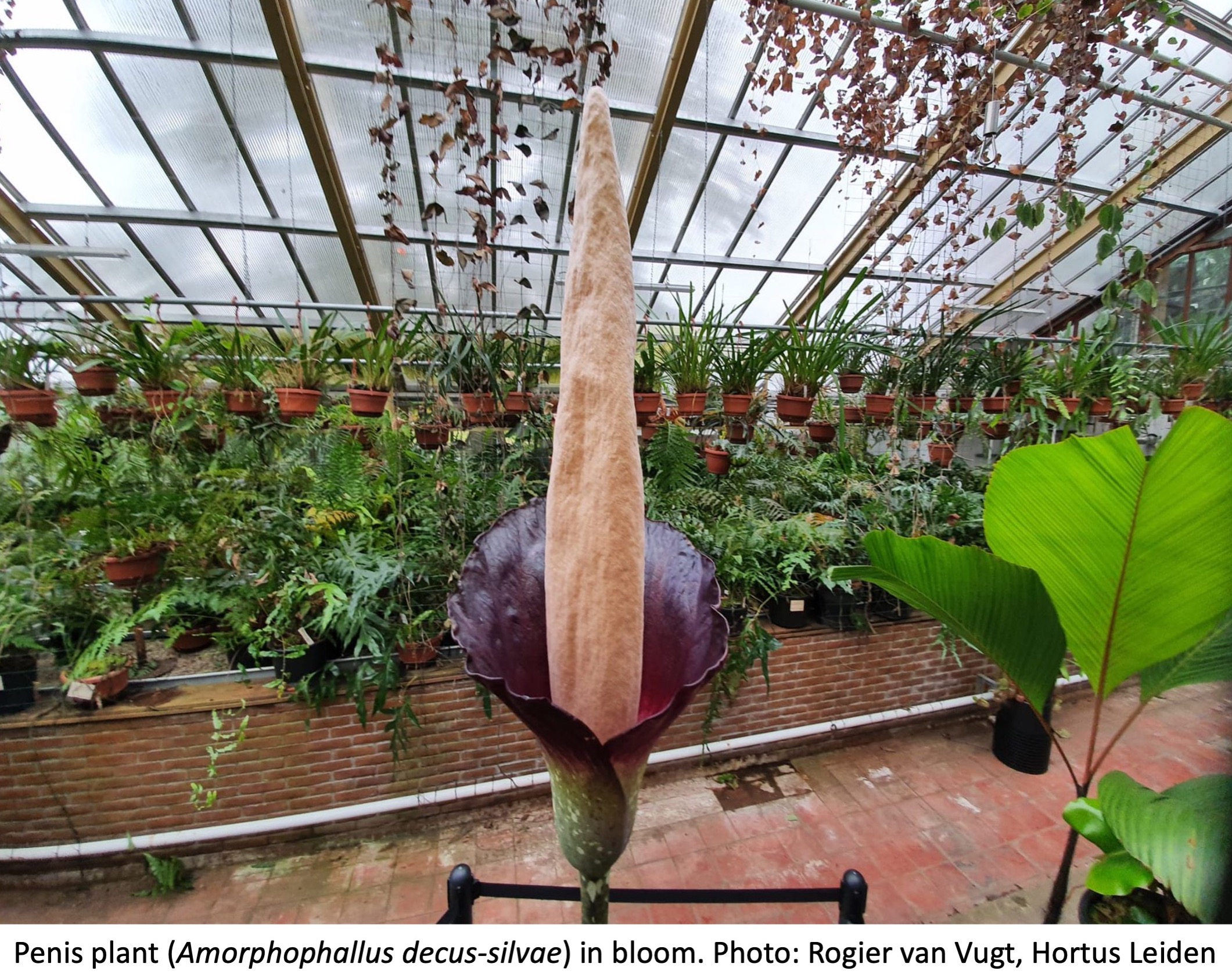 Penis plant in bloom in greenhouse