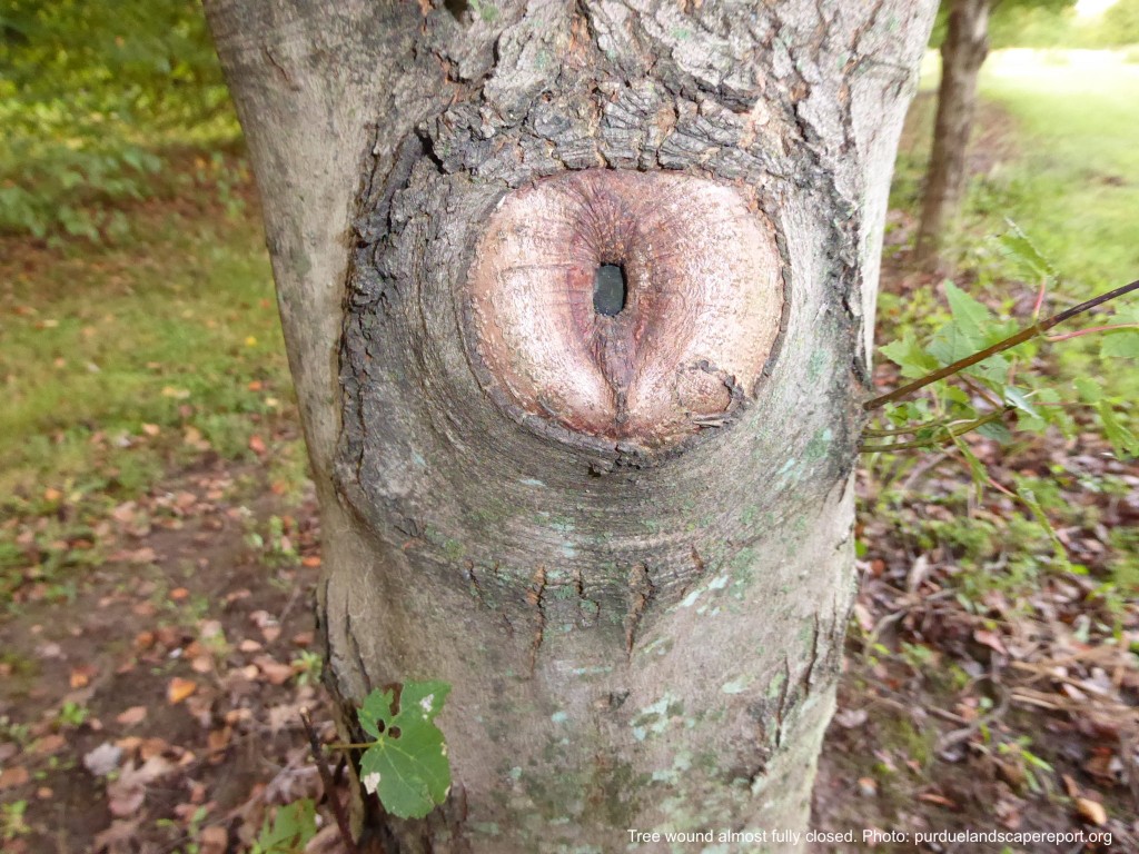 Tree wound that has almost fully healed.