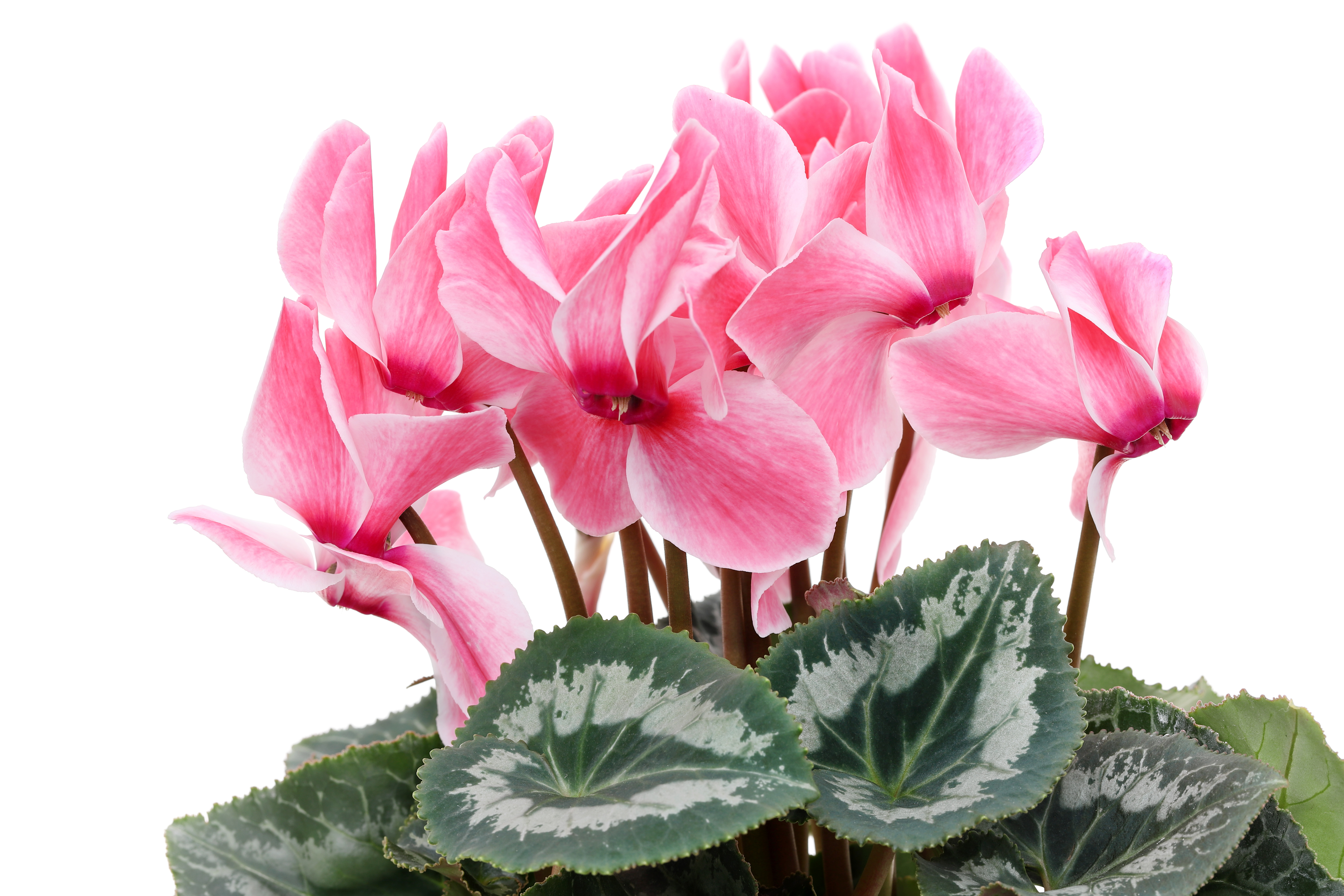 The Florist's Cyclamen: The Reluctant Houseplant - Laidback Gardener