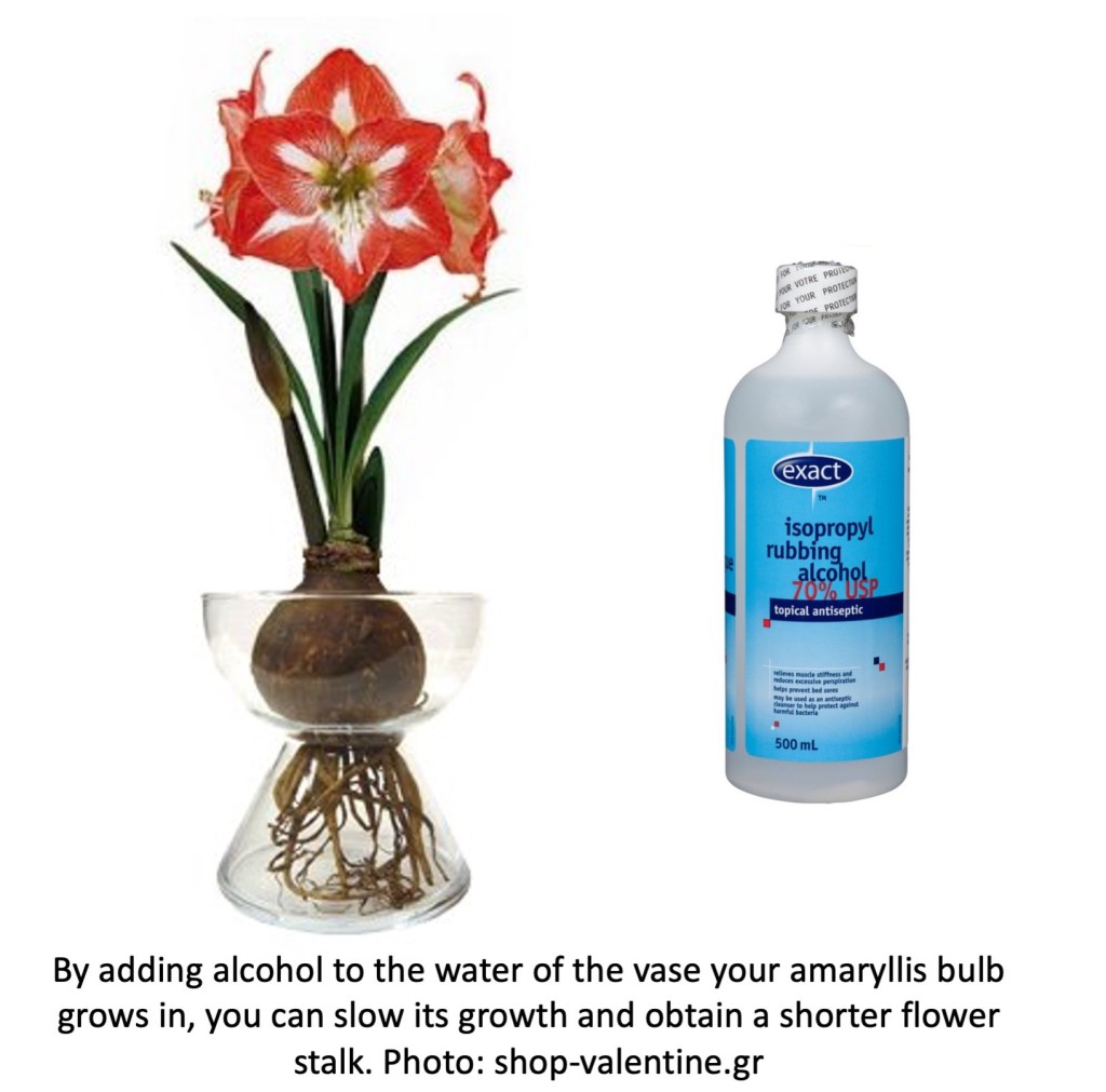 Amaryllis bulb in a transparent vase with a bottle of rubbing alcohol bottle next to it.