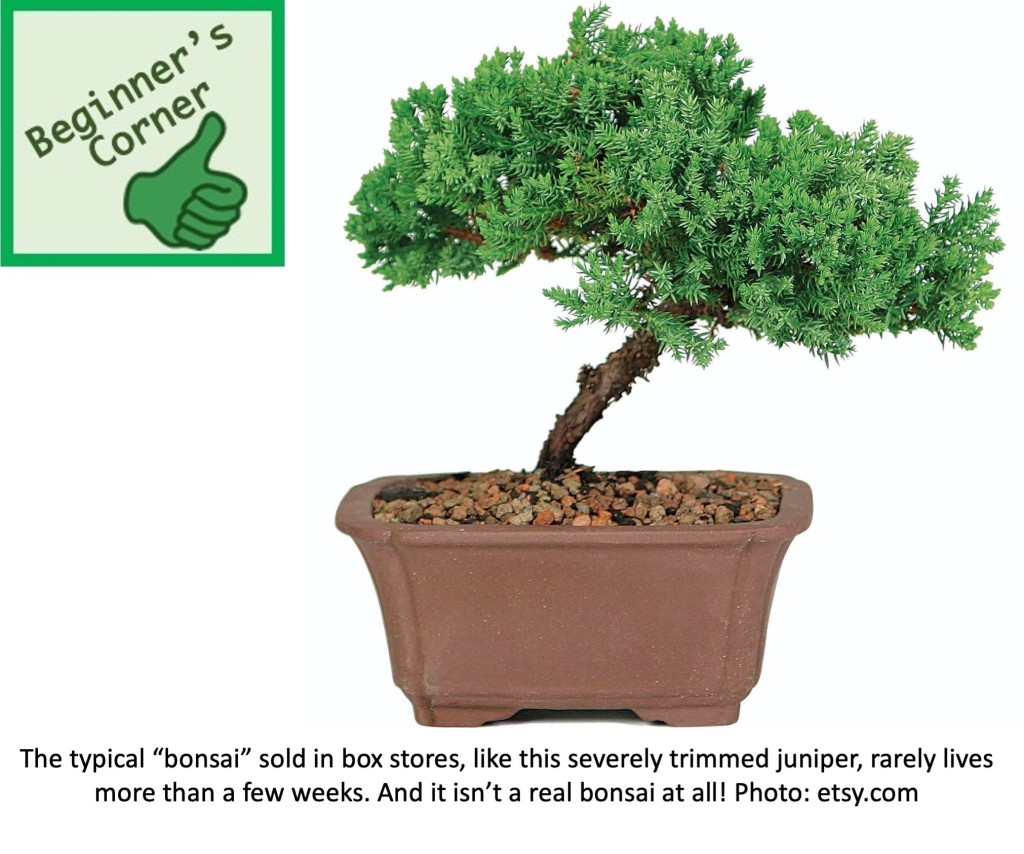 Pseudo bonsai consisting of a juniper planted in a bonsai pot.