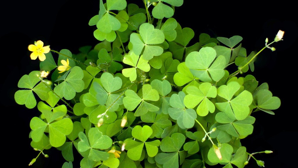 Common woodsorrel, leaves and yellow flowers.