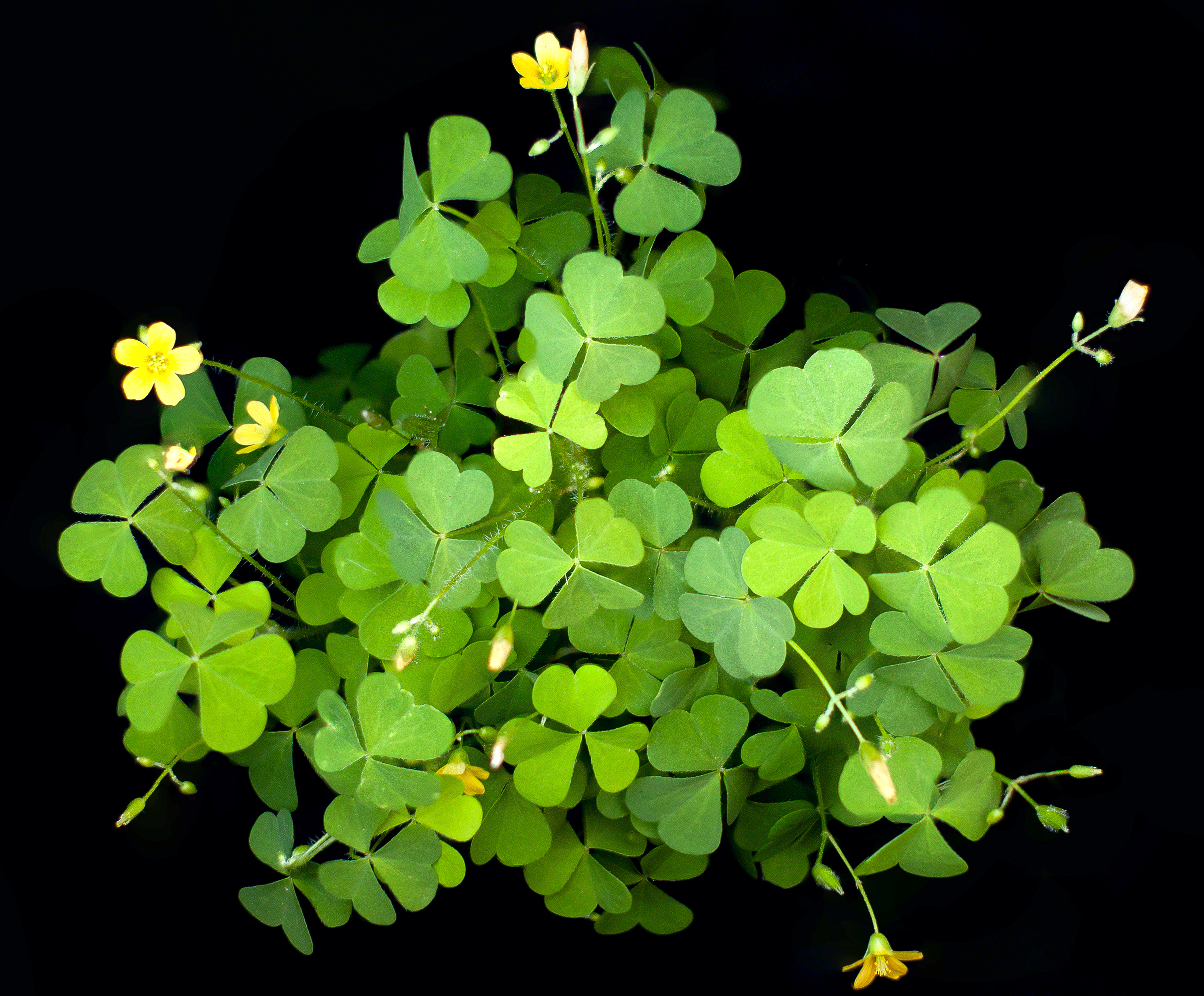 Common woodsorrel, leaves and yellow flowers.