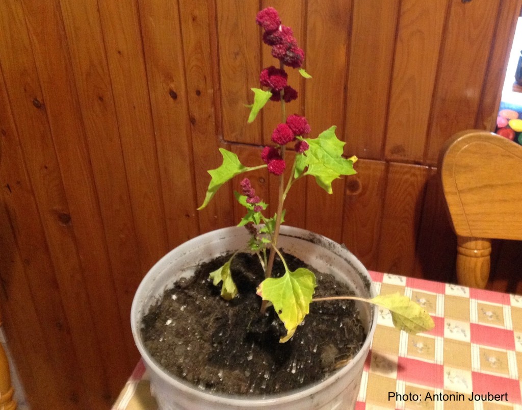 Strawberry spinach plant in a pot.