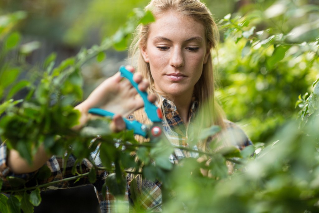 Woman pruning shrub