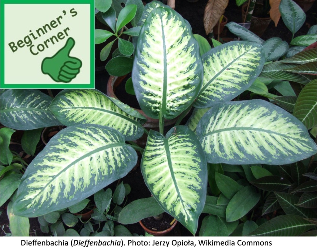 Dieffenbachia with cream-marbled leaves.