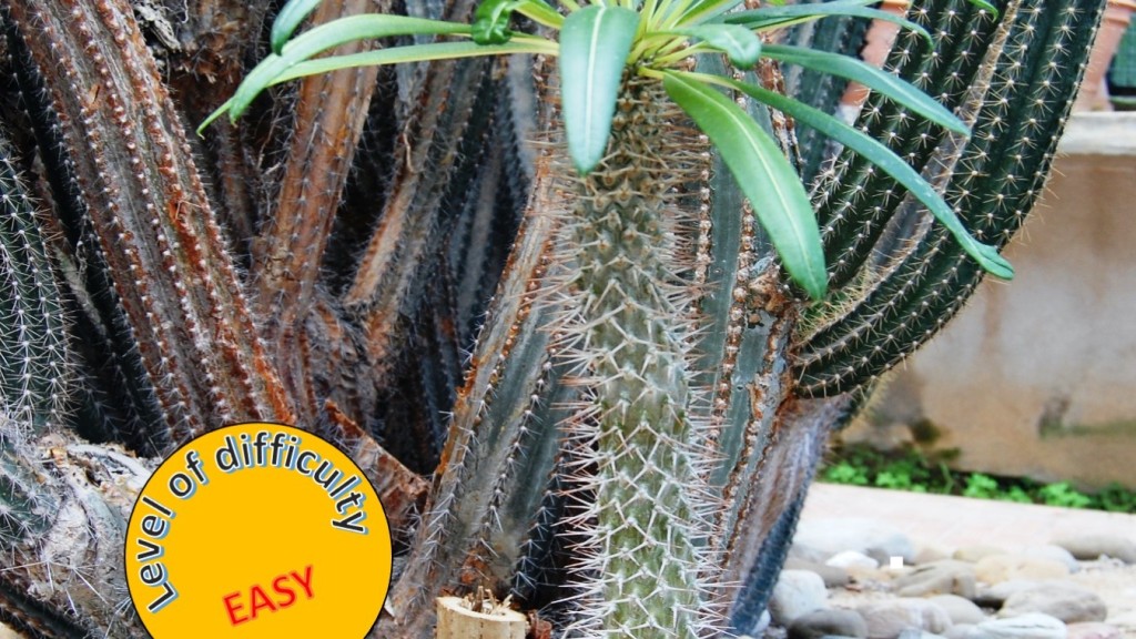 Madgascar palm