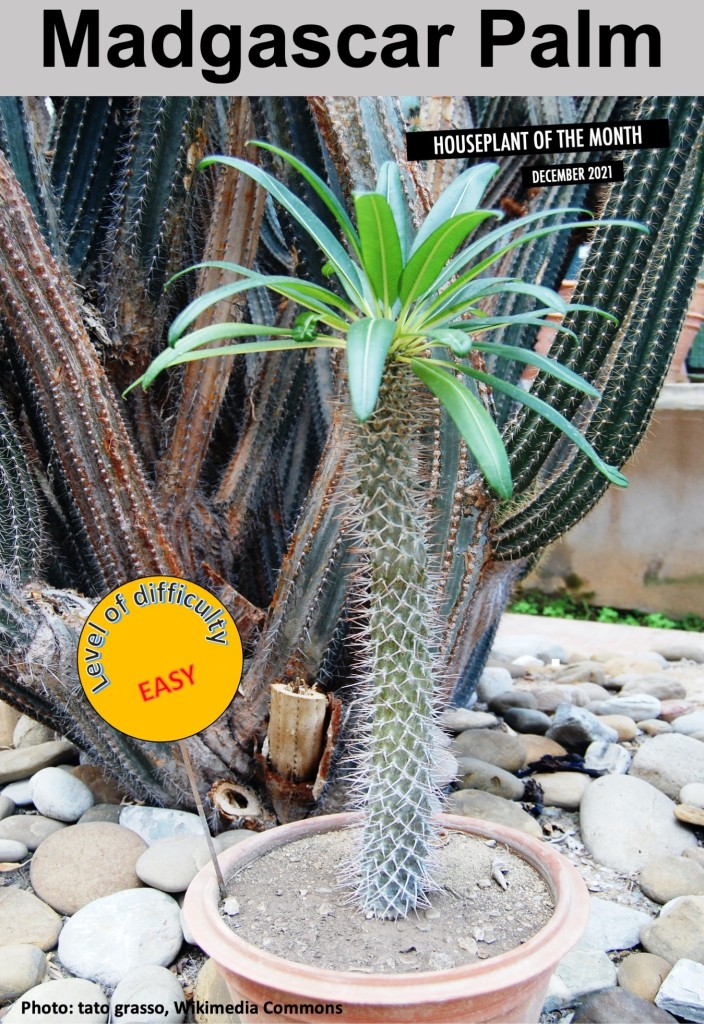 Madgascar palm