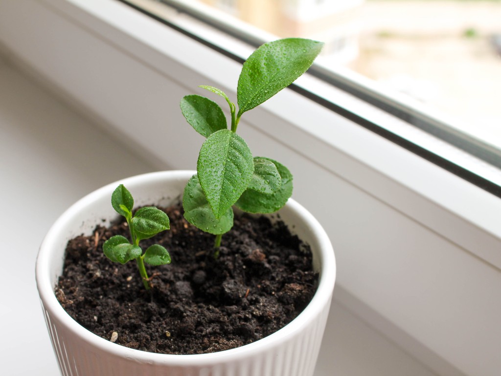 Lemon tree seedlings