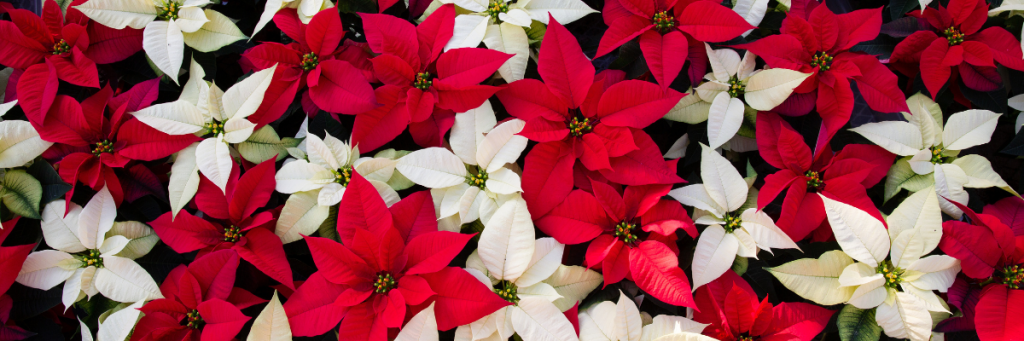 Red and white poinsettias