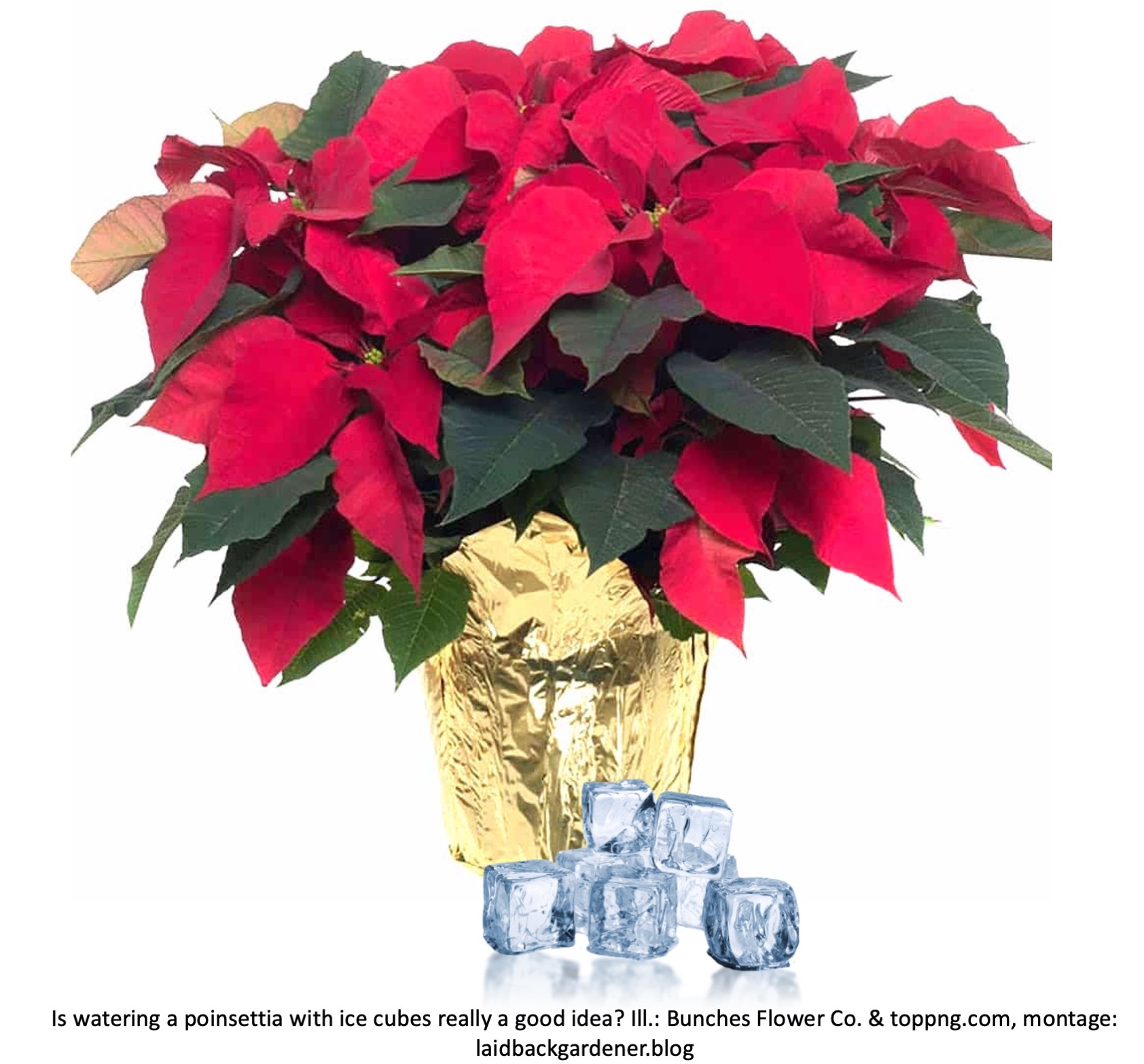 Poinsettia in pot with ice cubes in front