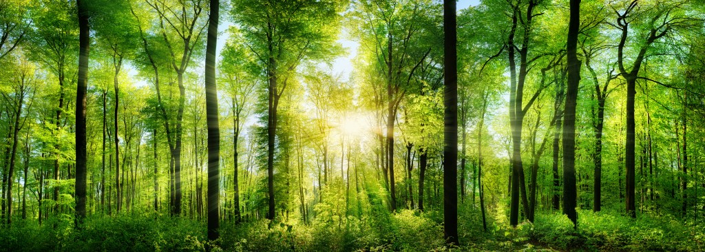 Panorama of a scenic forest of fresh green deciduous trees with the sun casting its rays of light through the foliage