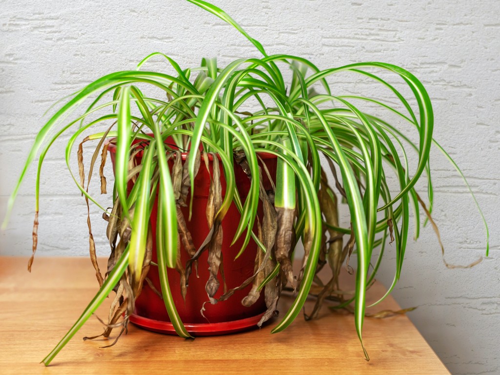 Spider plant with many brown leaf tips.